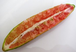 Finger Lime
