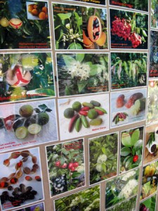 Witjuti Grub Bushfood Nursery