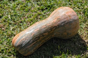 Gramma Pumpkin