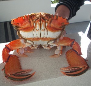 Noosa Spanner Crab