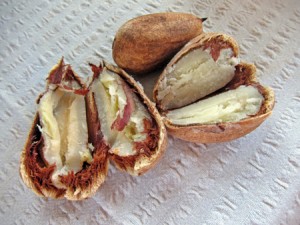Bunya Nuts